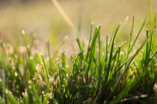 dei ciuffi d'erba con un bel colore verde brillante