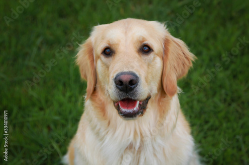Golden retriever dog looking upfront. Family dog smiling © iHookton