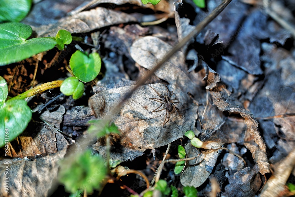 Spider in the leaves Spider in the leaves