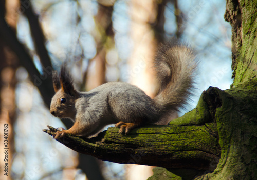 Beautiful gray-red squirrel sitting on a tree branch. Forest animal close-up. photo