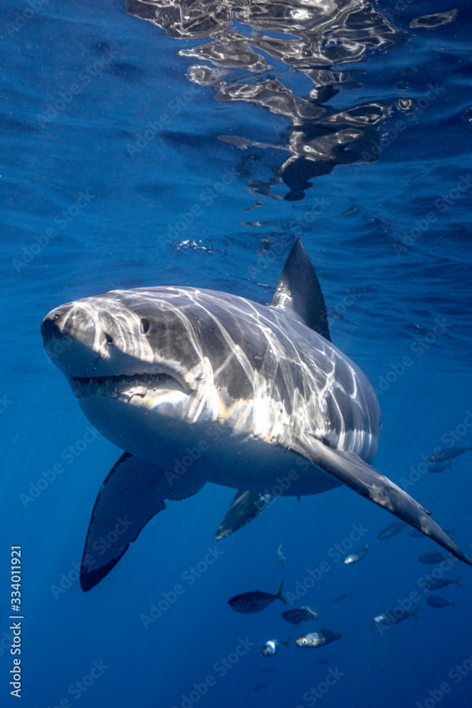 Fototapeta premium A Great White Shark swims near the surface looking threatening