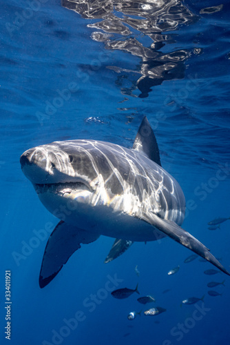 A Great White Shark swims near the surface looking threatening