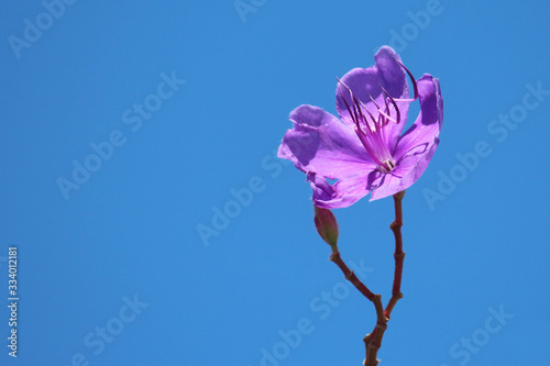 Close up of single purple princess flower with a blue sky background photo