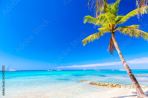 Fototapeta Naklejka Na Ścianę i Meble -  Palm tree on the caribbean tropical beach. Saona Island, Dominican Republic. Vacation travel background