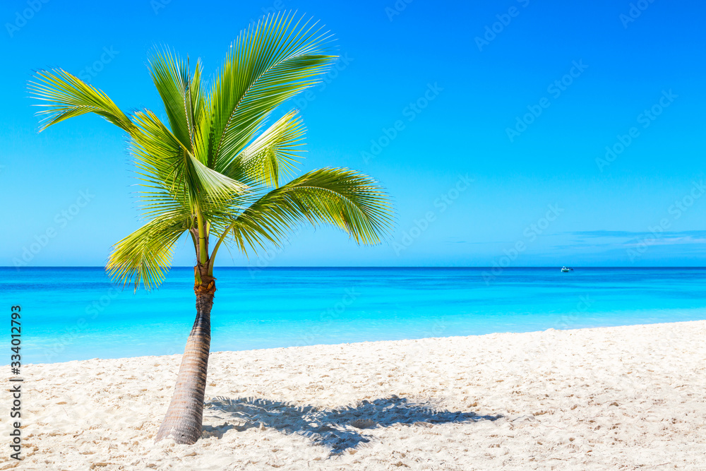 Palm tree on the caribbean tropical beach. Saona Island, Dominican Republic. Vacation travel background