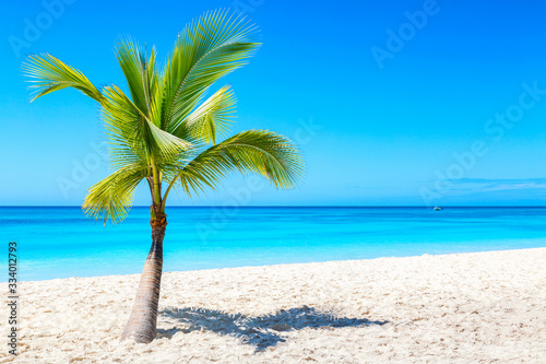 Palm tree on the caribbean tropical beach. Saona Island, Dominican Republic. Vacation travel background © Nikolay N. Antonov