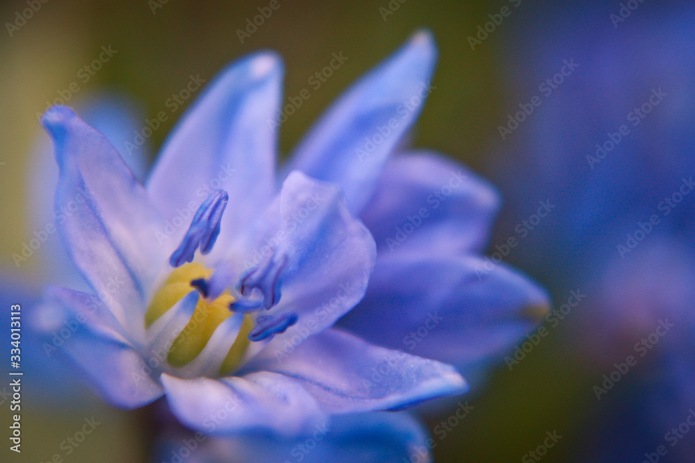 Scilla is one of the most popular european spring bloom Scilla is one of the most popular european spring bloom