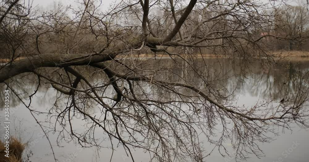 Large tree branch over a pond in spring Large tree branch over a pond in spring