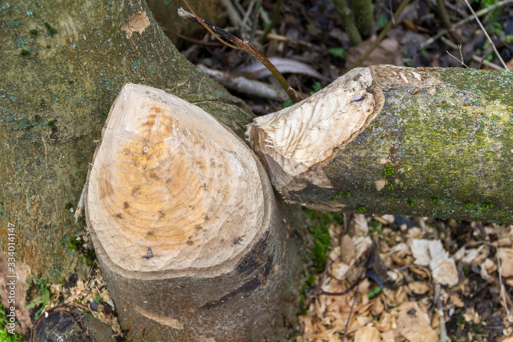 gnawed off tree trunk gnawed off tree trunk