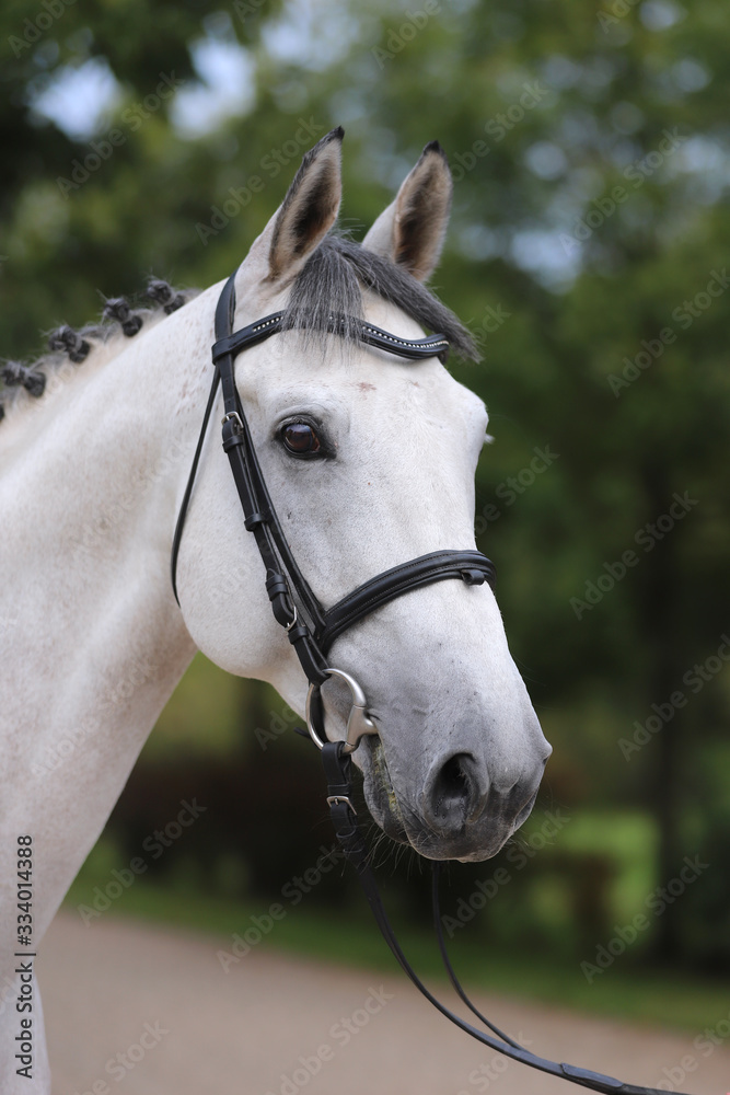 Obraz premium Head of a beautiful thoroughbred mare