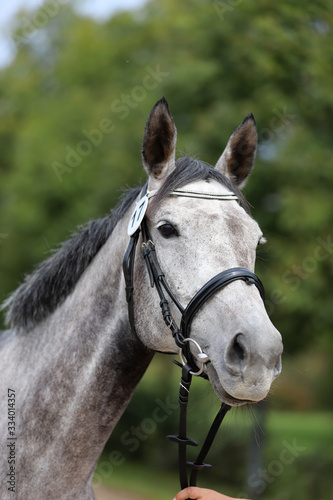 Head of a beautiful thoroughbred mare © acceptfoto