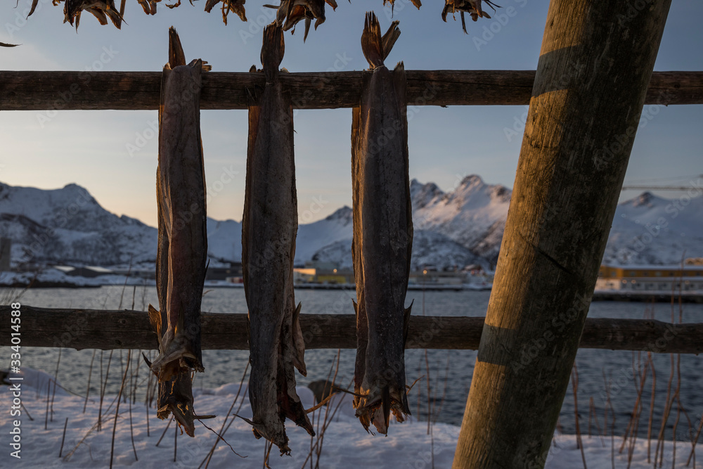 Fototapeta premium Stockfisch beim Trocknen - Lofoten - Norwegen
