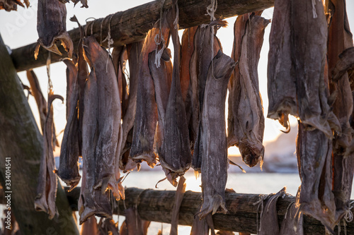 Stockfisch beim Trocknen - Lofoten - Norwegen