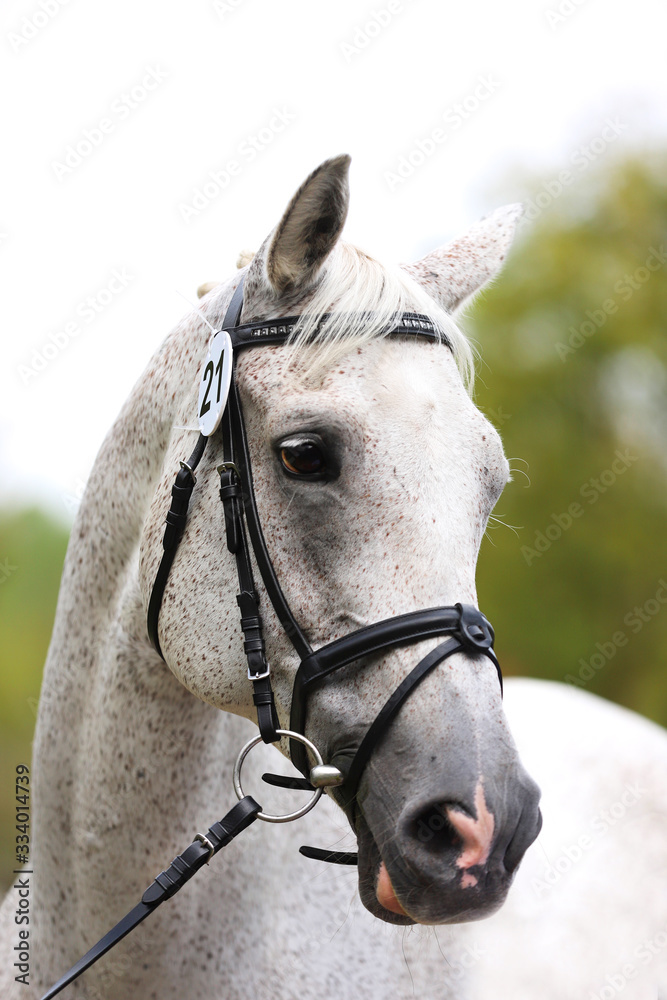 Fototapeta premium Head of a beautiful thoroughbred mare