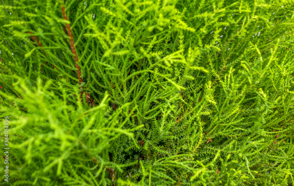 green vegetation background green vegetation background