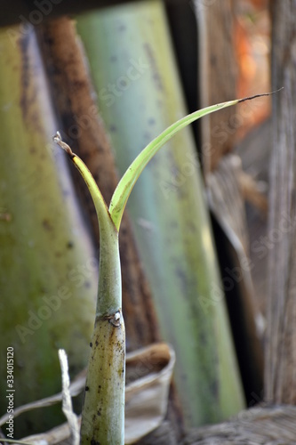 growing banana plant Bilaspur India photo