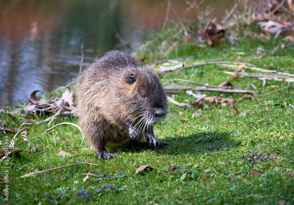 Naklejka premium Bisamratte am Tag am Fluss beim grasen auf einer Wies ganz unerschrocken mit gelben Zähnen