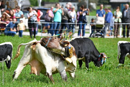 Almabtrieb in Gosau (Bezirk Gmunden, Salzkammergut, Oberösterreich) - Ceremonial Autumn Cattle Drive, from the Mountain Pastures to the Valley (Gosau, Gmunden District, Salzkammergut, Oberösterreich) photo