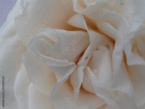 White Pink Roses © Rupreet
