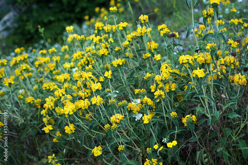 Vegetation and flowers at Beloi Viewpoint in the parkos nationale of Vikos-Aoos photo