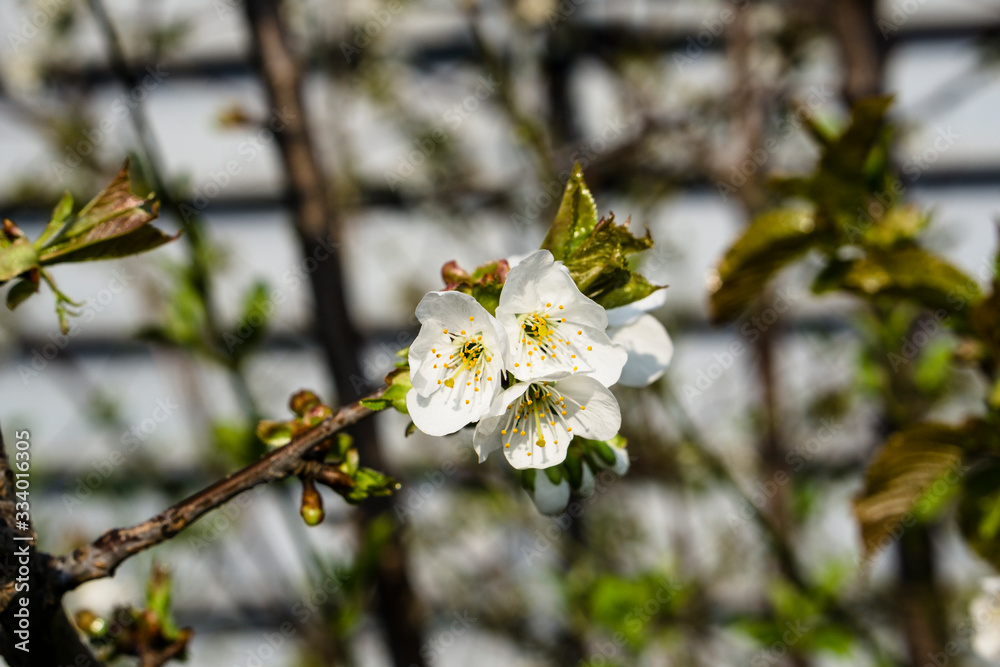 Baumblüten aus der Nähe in urbaner Umgebung Baumblüten aus der Nähe in urbaner Umgebung