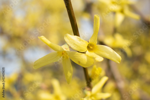 yellow spring flowers and blurred background