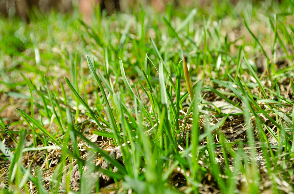 Fresh green grass closeup. Spring grass background.