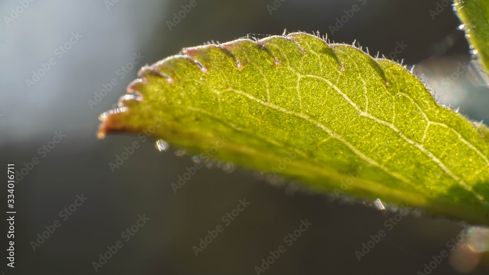 Spring leaf, nature wakes up after winter Spring leaf, nature wakes up after winter