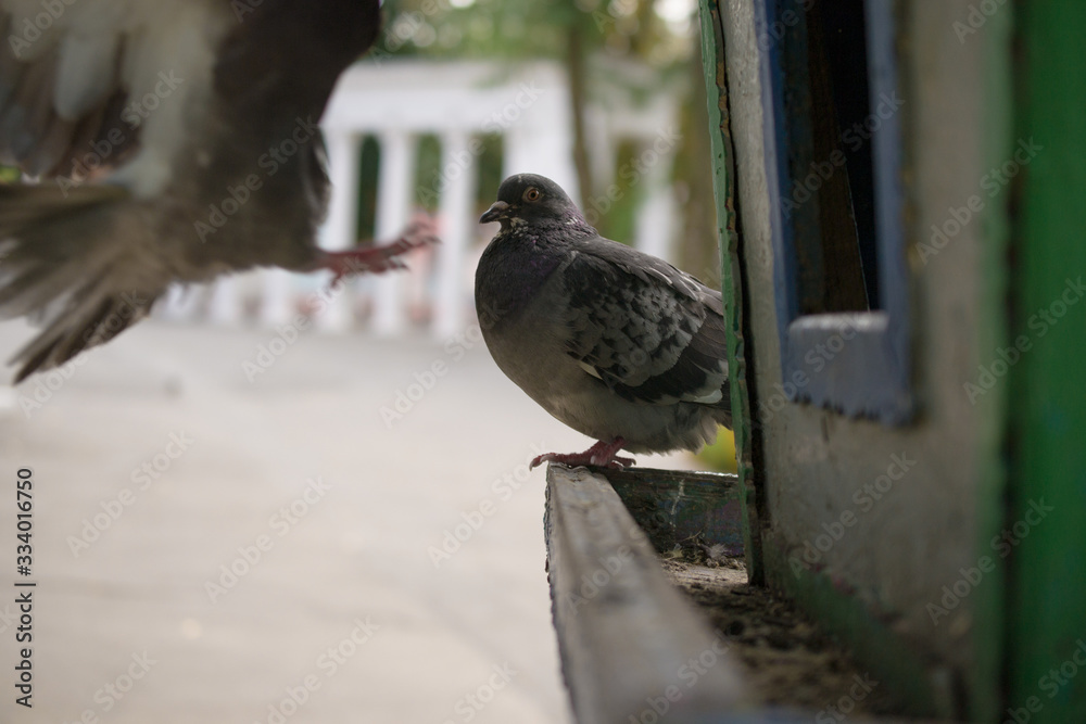 Fototapeta premium pigeon