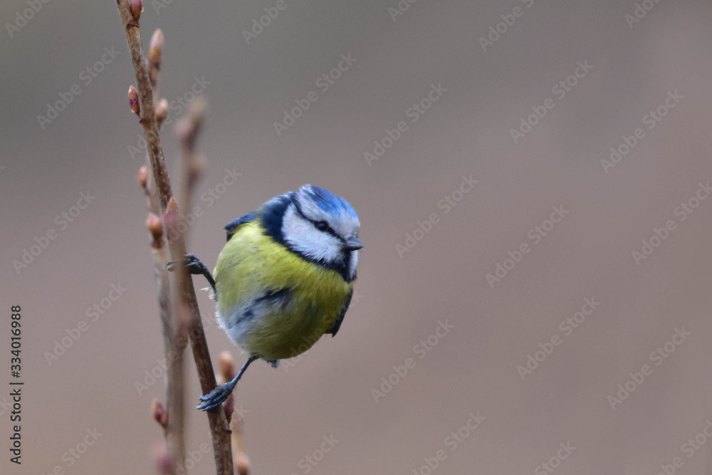 Obraz premium Sikora