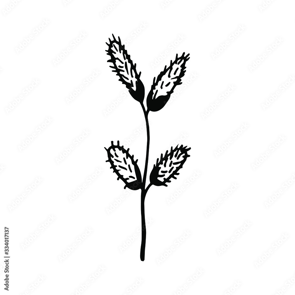 Cute single hand drawn easter herbal element. Verba, willow, salix alba.  Doodle vector illustration for logo, greeting card and seasonal design, Isolated on white background.