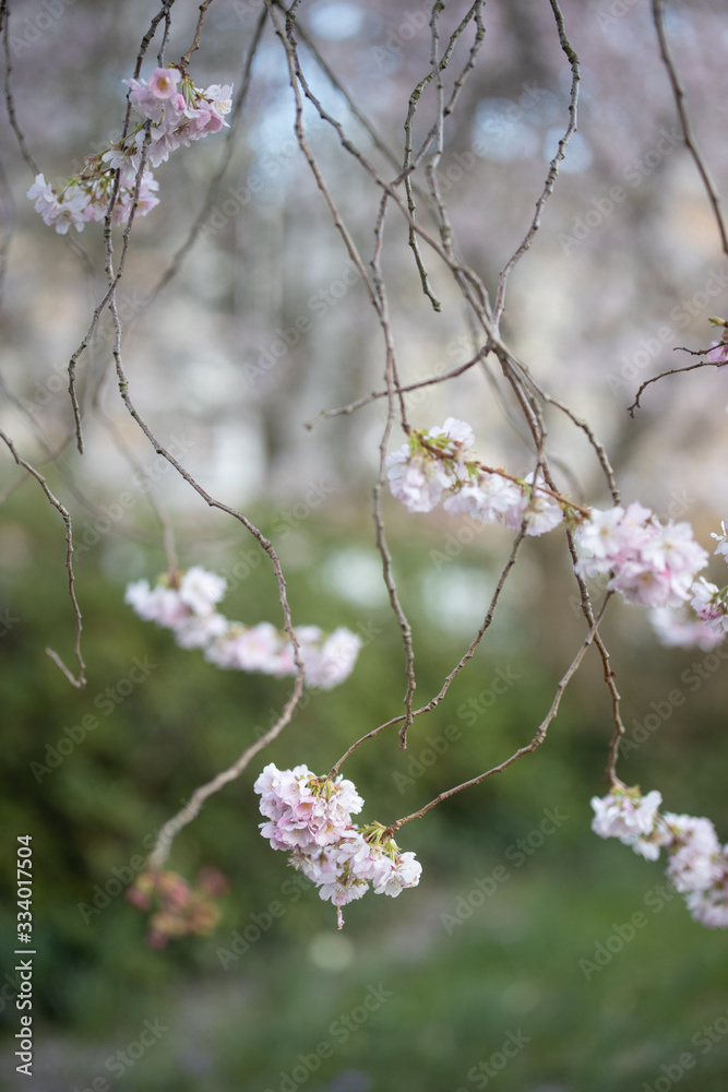 Branch of a blossoming tree with beautiful pink flowers Branch of a blossoming tree with beautiful pink flowers