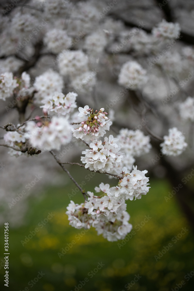 Branch of a blossoming tree with beautiful white flowers Branch of a blossoming tree with beautiful white flowers
