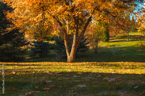 Big beautiful autumn tree with yellow foliage