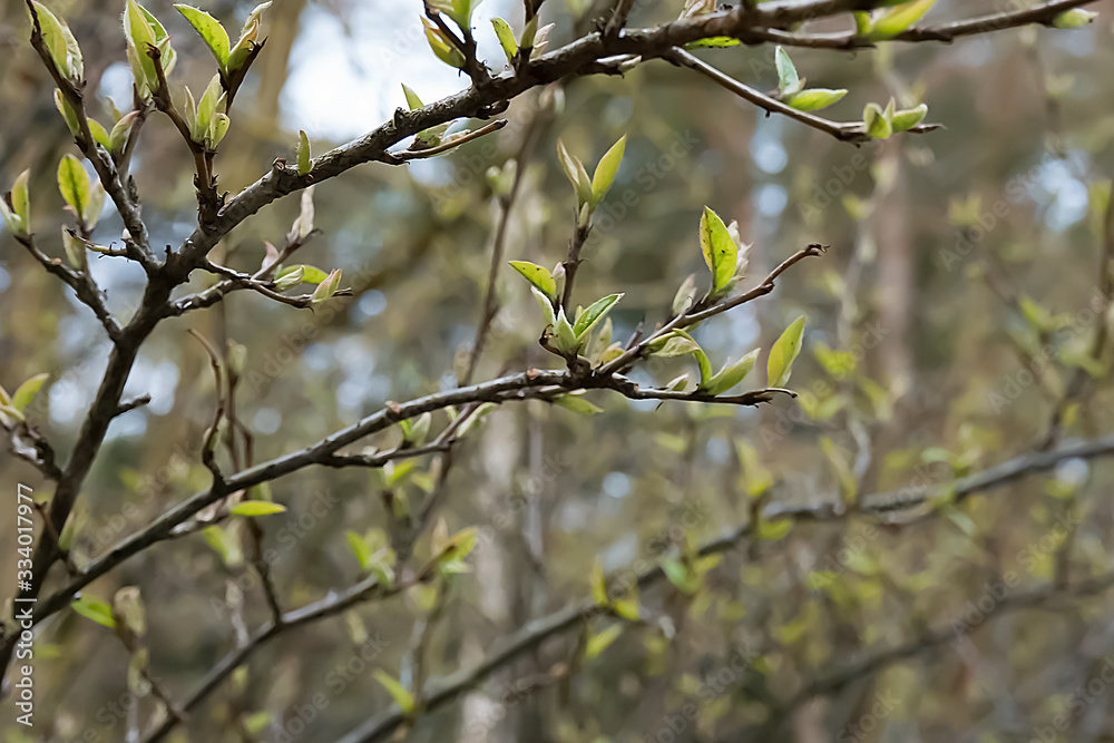 Branch of tree with young leafs. Concept of spring. Branch of tree with young leafs. Concept of spring.