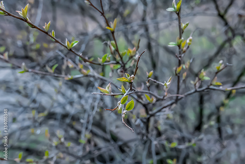 Branch of tree with young leafs. Concept of spring.