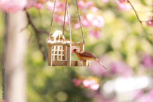 Spiringtime Blossoms photo