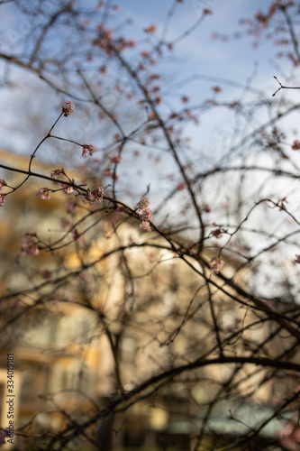 Branch of a blossoming tree with beautiful pink flowers