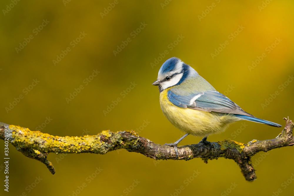 Eurasian blue tit - Cyanistes caeruleus