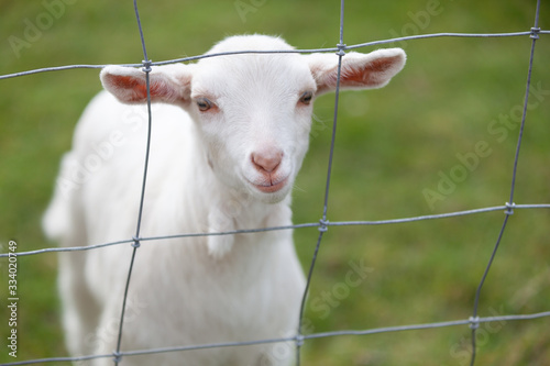 Spring goat