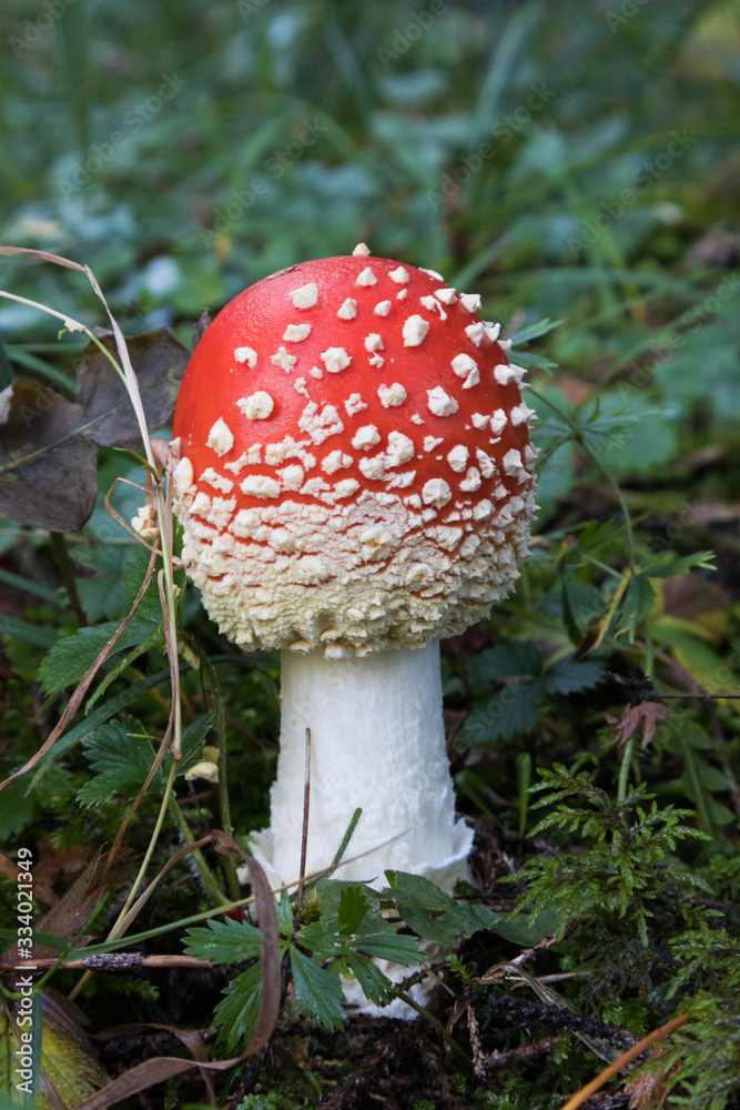 Amanita muscaria, psychedelic mushroom Amanita muscaria, psychedelic mushroom