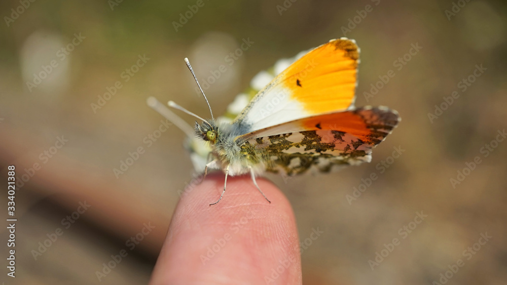 Obraz premium Nahansicht eines Aurorafalters