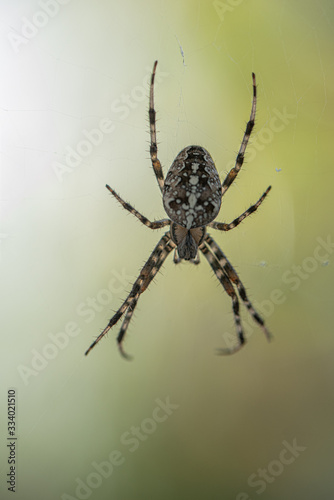 A Spider with a beautiful striped pattern waiting in its Cobweb on the Balcony for Prey