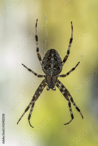 A Spider with a beautiful striped pattern waiting in its Cobweb on the Balcony for Prey