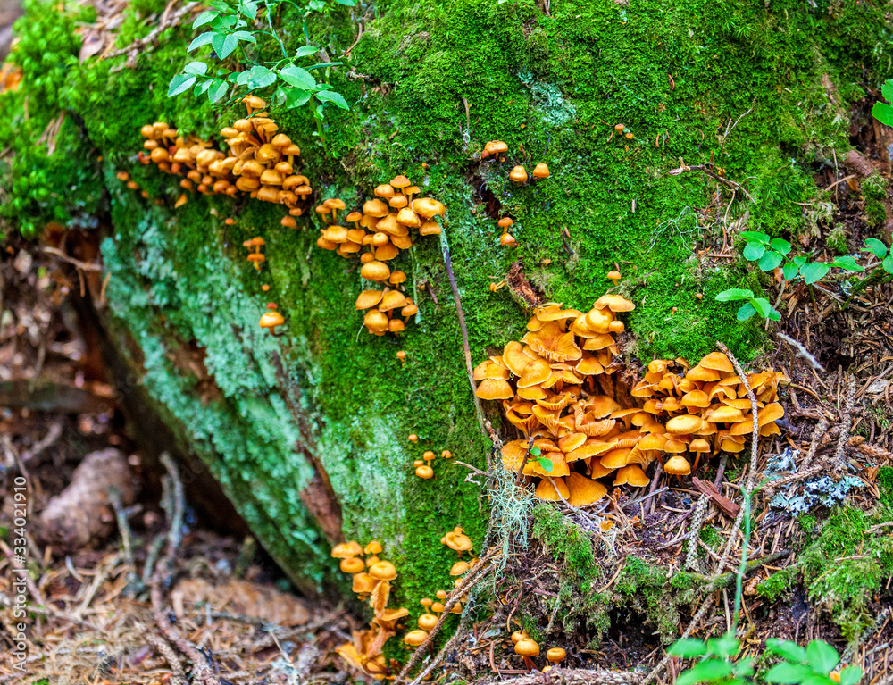 Pilze und Schwammerl in österreichischen Wäldern Pilze und Schwammerl in österreichischen Wäldern