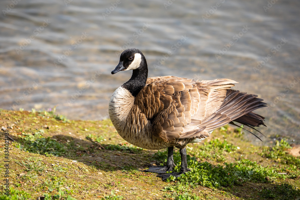 Goose Goose