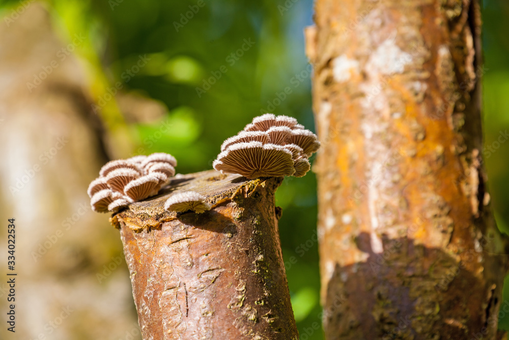 Pilze und Schwammerl in österreichischen Wäldern Pilze und Schwammerl in österreichischen Wäldern