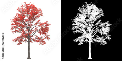 Front view of tree (Bombax Cebia) png with alpha channel to cutout made with 3D render photo