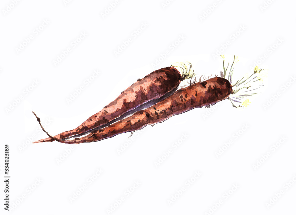 Stock illustration. Two carrots painted in watercolor isolated on white background. Stock illustration. Two carrots painted in watercolor isolated on white background.