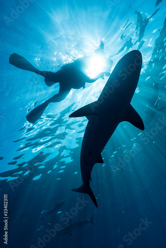 SCUBA Diver and Reef Shark silhouette in sun rays